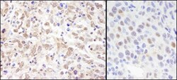 SIN3A Antibody, Novus Biologicals 0.1mL; Unlabeled:Antibodies, Polyclonal